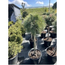 Сосна веймутова Радіата С15 штамб 60-80 см